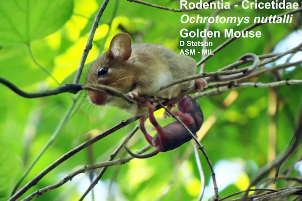 A golden mouse. Courtesy of the ASM’s MIL