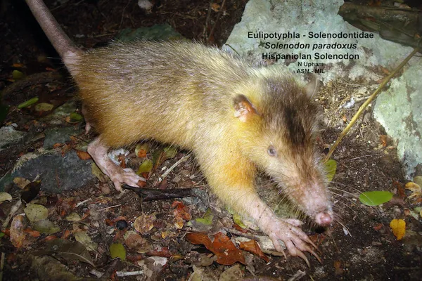 A hispaniolan solenodon. Courtesy of the ASM’s MIL