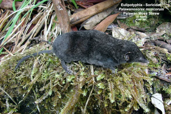 A palawan moss shrew. Courtesy of the ASM’s MIL