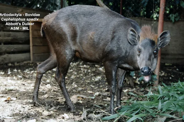 An Abbott's duiker. Courtesy of the ASM’s MIL