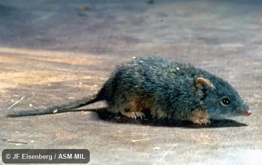 Side view. Also as Yellow-footed Marsupial Mouse|Mardo. Side view. Also as Yellow-footed Marsupial Mouse|Mardo.