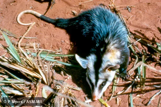 Dorsal view. Formerly part of Didelphis albiventris, Brazilian White-eared Opossum. Also as White-eared Opossum|Cassaco. Dorsal view. Formerly part of Didelphis albiventris, Brazilian White-eared Opossum. Also as White-eared Opossum|Cassaco.