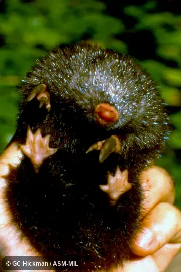 Ventral view. Formerly Chrysospalax villosa. Ventral view. Formerly Chrysospalax villosa.