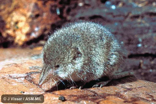 Side view. Formerly Soricomorpha. Also as Forest Shrew. Side view. Formerly Soricomorpha. Also as Forest Shrew.