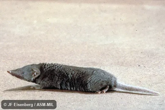 Side view. Formerly Soricomorpha. Also as Asian Musk Shrew|Gray Musk Shrew|Indian Musk Shrew. Side view. Formerly Soricomorpha. Also as Asian Musk Shrew|Gray Musk Shrew|Indian Musk Shrew.