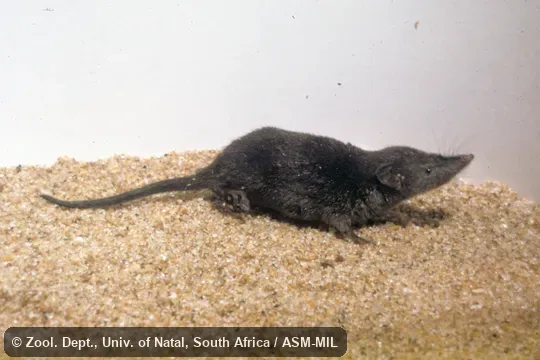 Side view of captive. Formerly Soricomorpha. Also as Swamp Musk Shrew. Side view of captive. Formerly Soricomorpha. Also as Swamp Musk Shrew.