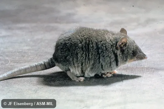 Side view. Formerly Microgale dobsoni. Also as Dobson's Long-tailed Tenrec Side view. Formerly Microgale dobsoni. Also as Dobson's Long-tailed Tenrec