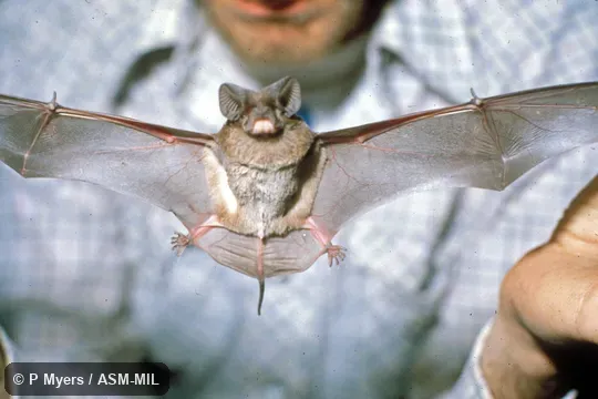Ventral view, wings extended (hand-held). Ventral view, wings extended (hand-held).