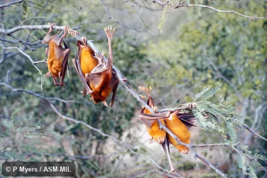 Noctilio leporinus rufescens. Group hanging from tree branches. Also as Fisherman Bat. Noctilio leporinus rufescens. Group hanging from tree branches. Also as Fisherman Bat.
