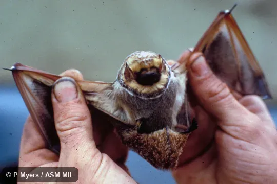 Ventral view, hand-held. Formerly Lasiurus (Lasiurus) cinereus villosissimus, Hoary Bat. Also as Aeorestes villosissimus. Ventral view, hand-held. Formerly Lasiurus (Lasiurus) cinereus villosissimus, Hoary Bat. Also as Aeorestes villosissimus.