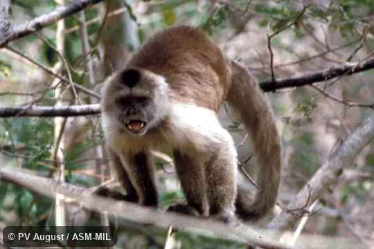 Front view in tree. Formerly Cebus brunneus, Venezuelan Brown Capuchin. Also as Wedge-capped Capuchin. Front view in tree. Formerly Cebus brunneus, Venezuelan Brown Capuchin. Also as Wedge-capped Capuchin.