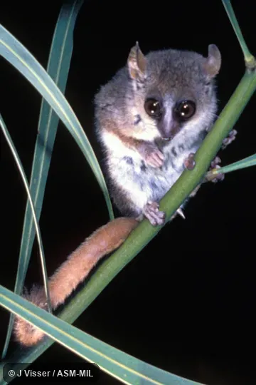 Front view. Also as Lesser Mouse Lemur. Front view. Also as Lesser Mouse Lemur.