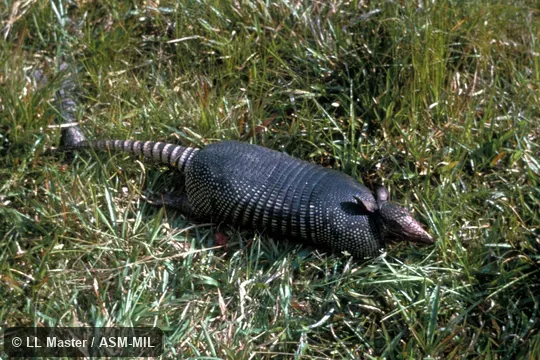 Side view. Formerly Dasypus novemcinctus mexicanus. Also as Common Long-nosed Armadillo|Nine-banded Armadillo. Side view. Formerly Dasypus novemcinctus mexicanus. Also as Common Long-nosed Armadillo|Nine-banded Armadillo.
