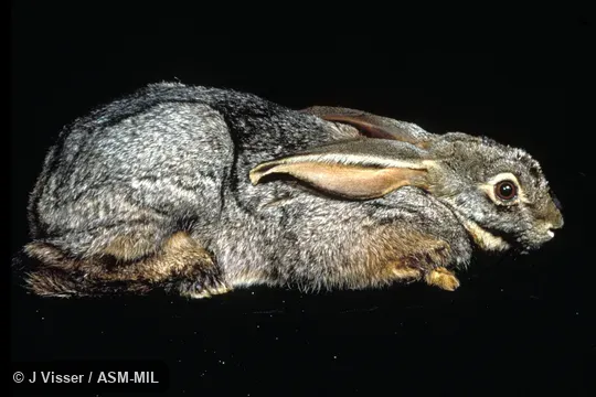 Side view of captive individual Side view of captive individual