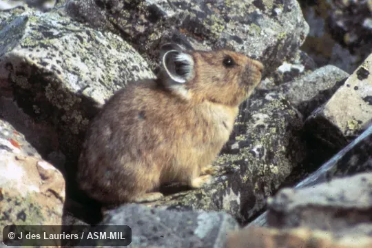 Ochotona princeps princeps. Side view. Also as Cony|Rock Rabbit|Whistling Hare. Ochotona princeps princeps. Side view. Also as Cony|Rock Rabbit|Whistling Hare.