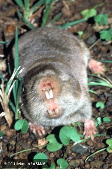Front view, in threatening posture. Also as African Mole-rat|Common Blesmol|Hottentot Mole-rat|Southern African Mole-rat. Front view, in threatening posture. Also as African Mole-rat|Common Blesmol|Hottentot Mole-rat|Southern African Mole-rat.