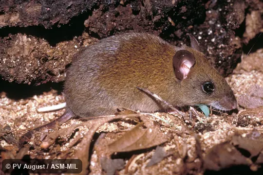 Side view. Formerly Oryzomys talamancae. Also as Transandean Oryzomys. Identified by Michael Dean Carleton. Side view. Formerly Oryzomys talamancae. Also as Transandean Oryzomys. Identified by Michael Dean Carleton.