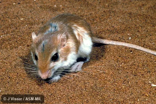 Front view. Formerly Gerbillurus paeba. Also as Pygmy Gerbil, Pygmy Hairy-footed Gerbil. Front view. Formerly Gerbillurus paeba. Also as Pygmy Gerbil, Pygmy Hairy-footed Gerbil.