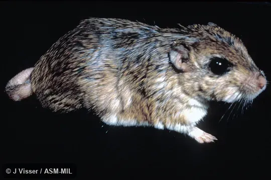 Side view. Also as Gerbilliscus afra. Side view. Also as Gerbilliscus afra.