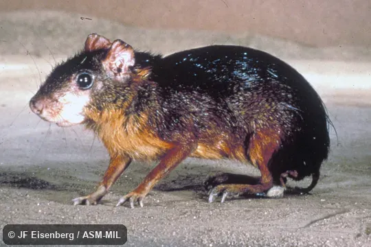 Side view. Also as Red Acouchy. Side view. Also as Red Acouchy.