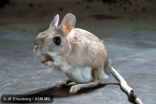 Side view. Also as Oriental Jerboa. Side view. Also as Oriental Jerboa.