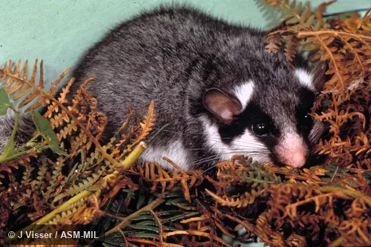 Side view. Also as Gemsbokmuis|Namtap. Side view. Also as Gemsbokmuis|Namtap.