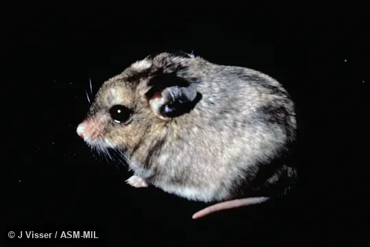 Side view. Also as Gerbil Mouse|Large-eared African Desert Mouse|Long-eared Mouse. Side view. Also as Gerbil Mouse|Large-eared African Desert Mouse|Long-eared Mouse.