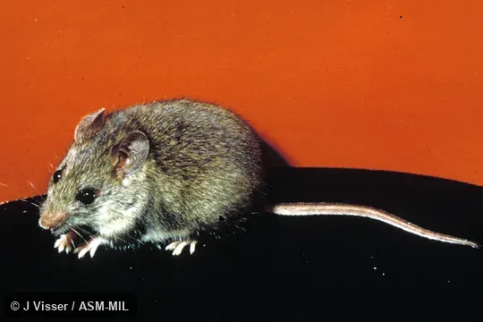 Side view of captive. Formerly as Myomyscus verreauxii. Also as Verreaux's Myomyscus, Verreaux's White-footed Rat, White-footed Mouse. Side view of captive. Formerly as Myomyscus verreauxii. Also as Verreaux's Myomyscus, Verreaux's White-footed Rat, White-footed Mouse.