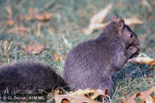 Side view. Also as Neosciurus carolinensis. Side view. Also as Neosciurus carolinensis.
