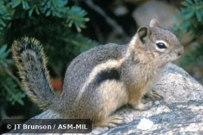 Side view. Callospermophilus lateralis lateralis. Formerly Spermophilus lateralis Side view. Callospermophilus lateralis lateralis. Formerly Spermophilus lateralis