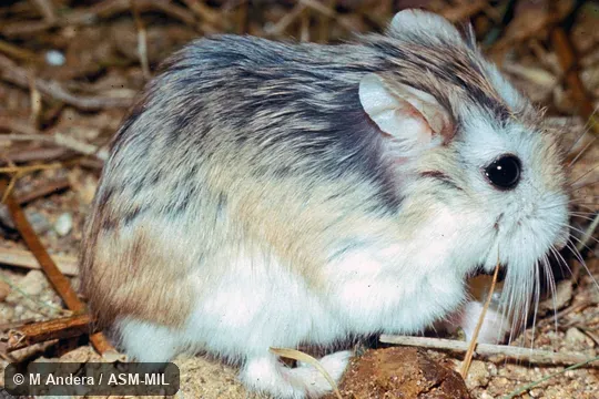 Side view of captive. Also as Roborowski's Hamster. Side view of captive. Also as Roborowski's Hamster.