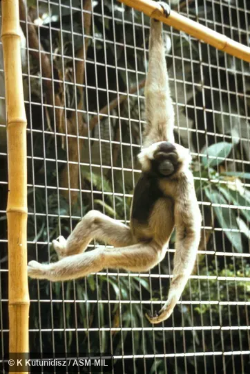 Full view of gibbon hanging from horizontal bar. Also as Capped Gibbon|Crowned Gibbon. Full view of gibbon hanging from horizontal bar. Also as Capped Gibbon|Crowned Gibbon.