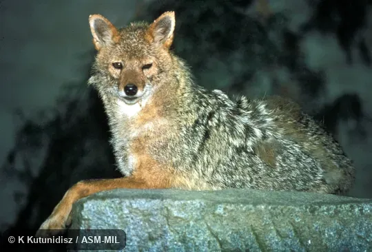 Side view of jackal resting. Probably Canis aureus syriacus. Also as Asiatic Jackal|Common Jackal. Side view of jackal resting. Probably Canis aureus syriacus. Also as Asiatic Jackal|Common Jackal.
