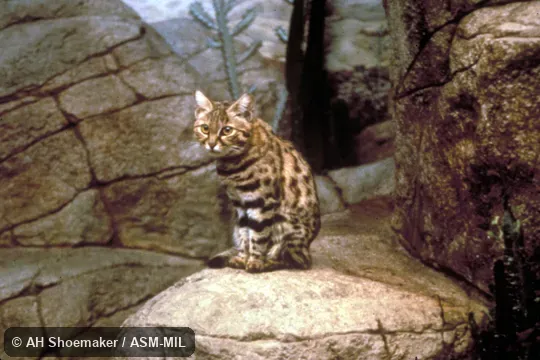 Front view of cat sitting Front view of cat sitting
