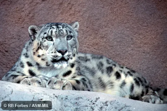Front view of leopard resting. Also as Ounce. Front view of leopard resting. Also as Ounce.