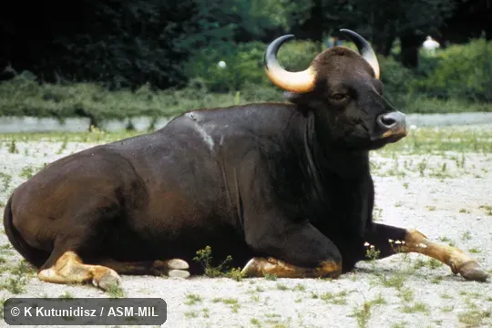 Side view of gaur resting. Formerly as Bos frontalis. Also as Indian Bison. Side view of gaur resting. Formerly as Bos frontalis. Also as Indian Bison.