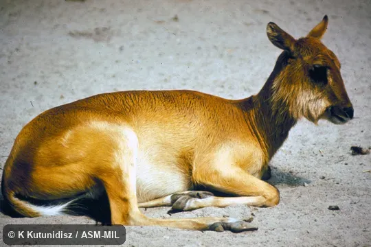 Side view of lechwe resting. Also as Mrs. Gray's Lechwe|Mrs. Gray's Waterbuck. Side view of lechwe resting. Also as Mrs. Gray's Lechwe|Mrs. Gray's Waterbuck.