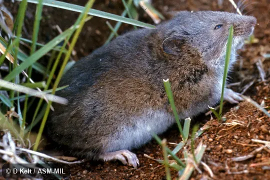 Side view, Paynomys macronys vestitus. Formerly Chelemys macronyx. Also as Andean Long-clawed Akodont. Side view, Paynomys macronys vestitus. Formerly Chelemys macronyx. Also as Andean Long-clawed Akodont.
