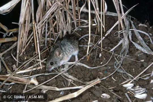 Side view, captive animal Side view, captive animal