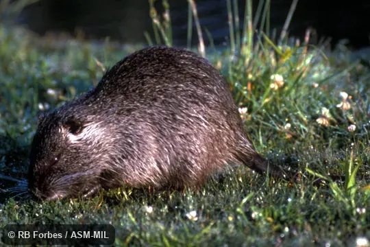 Side view. Also as Nutria. Formerly in Myocastoridae. Side view. Also as Nutria. Formerly in Myocastoridae.