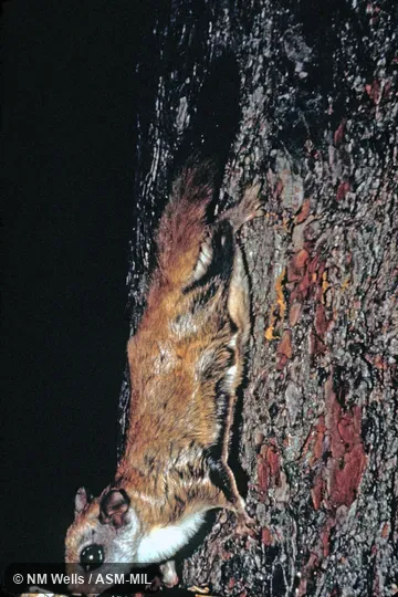 Side view, descending tree Side view, descending tree