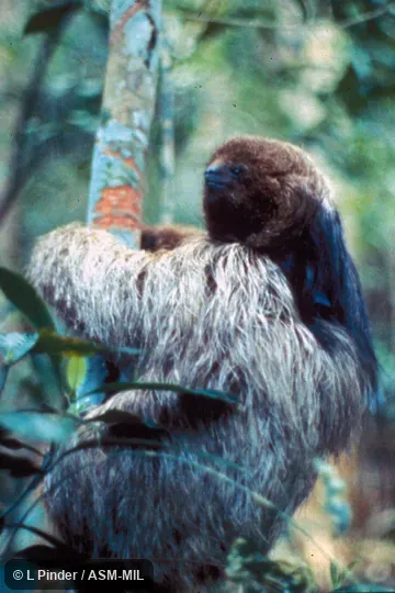 Side view of sloth in tree. Formerly Bradypus torquatus, Maned Three-toed sloth. Also as Brazilian Three-toed Sloth|Maned Sloth. Side view of sloth in tree. Formerly Bradypus torquatus, Maned Three-toed sloth. Also as Brazilian Three-toed Sloth|Maned Sloth.