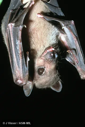 Ventral view, hanging, shows wings and face. Also as Egyptian Fruit Bat. Ventral view, hanging, shows wings and face. Also as Egyptian Fruit Bat.