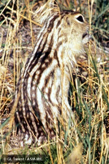 Oblique view. Formerly Spermophilus tridecemlineatus Oblique view. Formerly Spermophilus tridecemlineatus