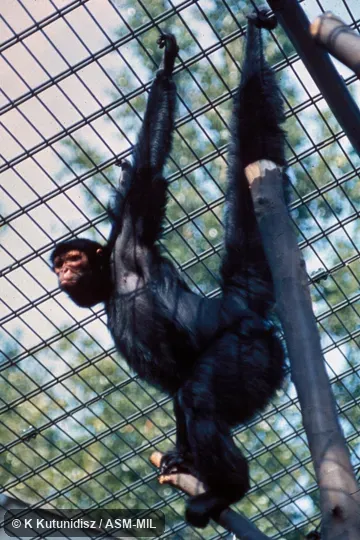 Hanging by forelimbs and tail. Also as Guianan Spider Monkey. Hanging by forelimbs and tail. Also as Guianan Spider Monkey.