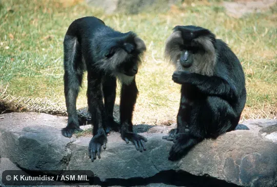 Pair, one sitting, one standing. Also as Wanderoo. Pair, one sitting, one standing. Also as Wanderoo.