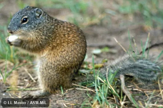 Side view. Formerly Spermophilus franklinii Side view. Formerly Spermophilus franklinii