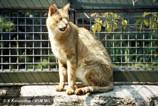 Oblique view, sitting. Also as Swamp Cat|Reed Cat. Oblique view, sitting. Also as Swamp Cat|Reed Cat.