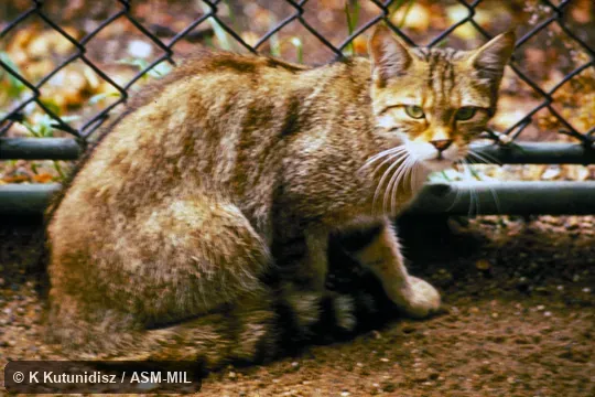 Oblique view of cat sitting Oblique view of cat sitting