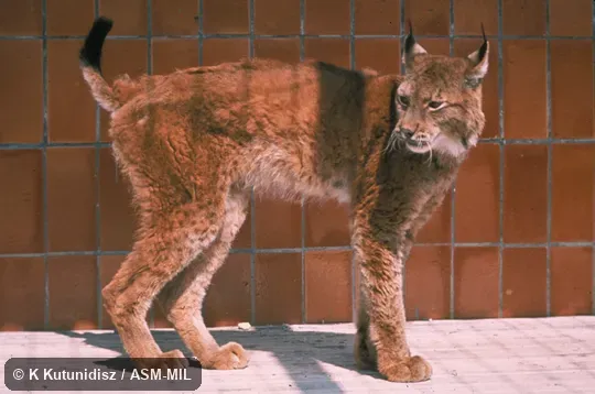 Side view of male standing, showing tail, Lynx lynx kozlovi. Side view of male standing, showing tail, Lynx lynx kozlovi.